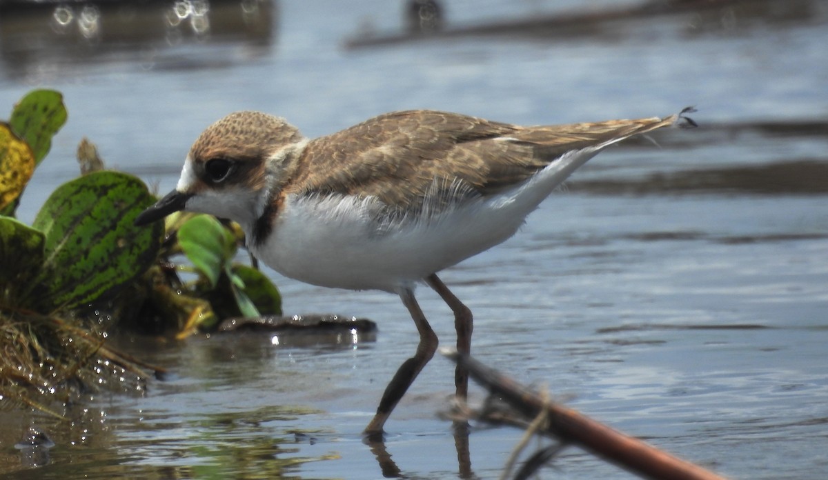 Collared Plover - ML610040144