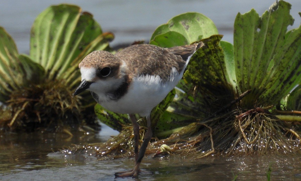 Collared Plover - ML610040145