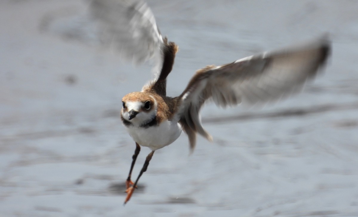 Collared Plover - ML610040146