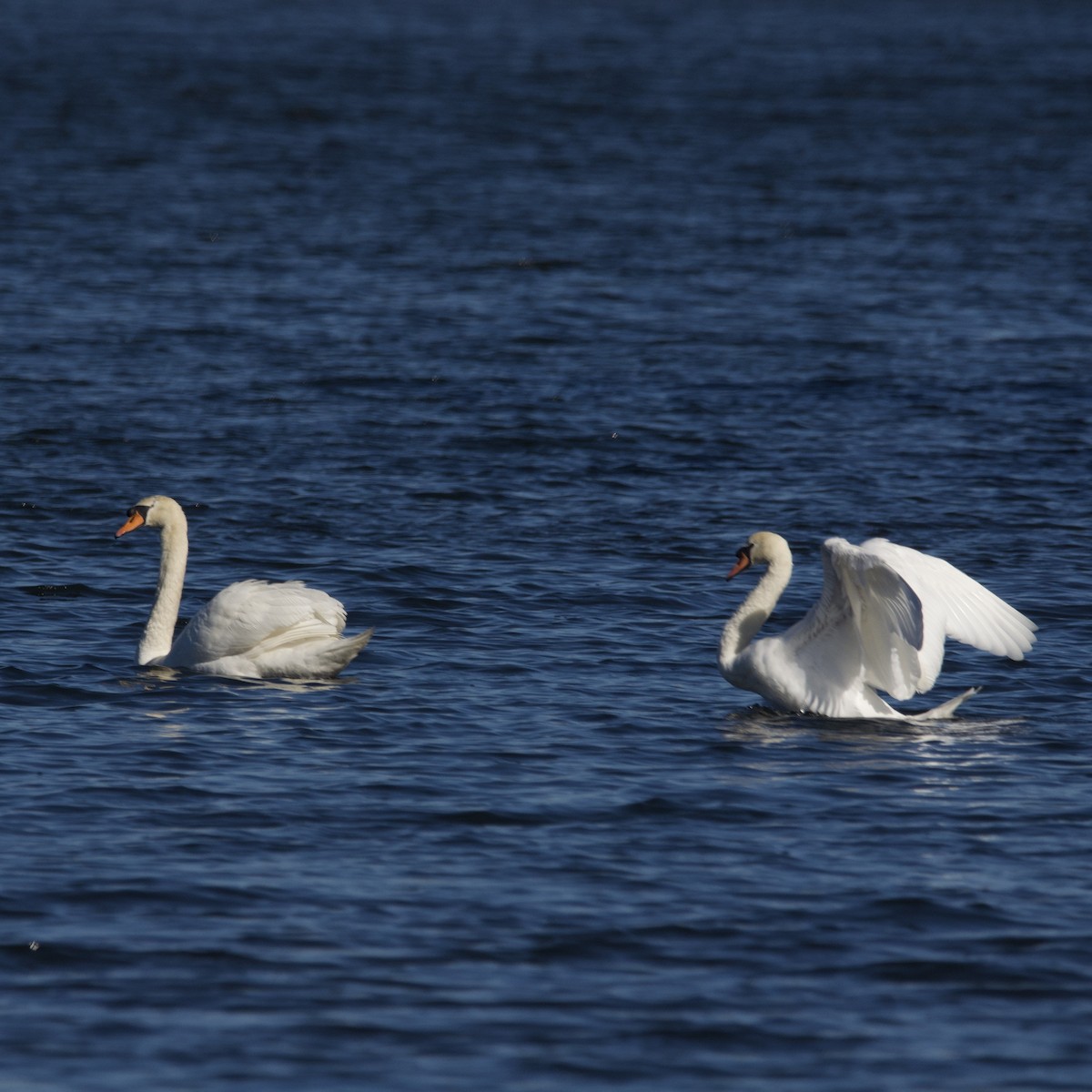 Mute Swan - Hans Holbrook