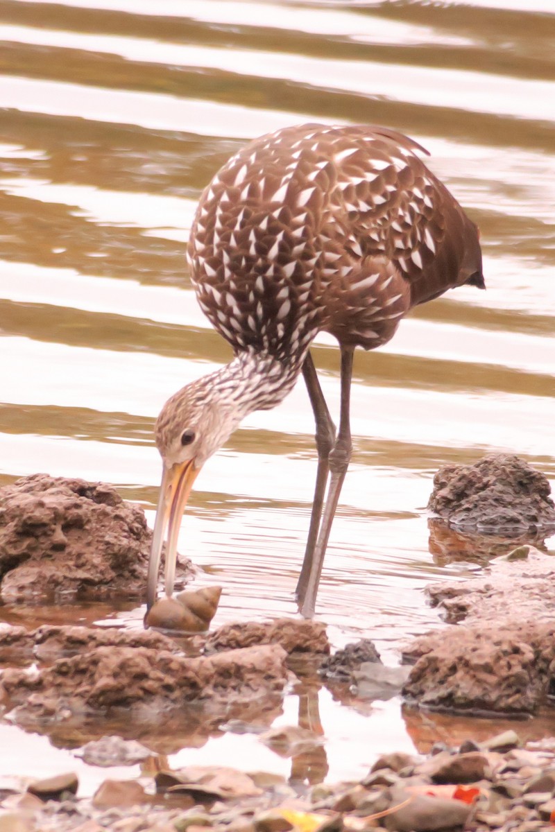 Limpkin - ML610040340