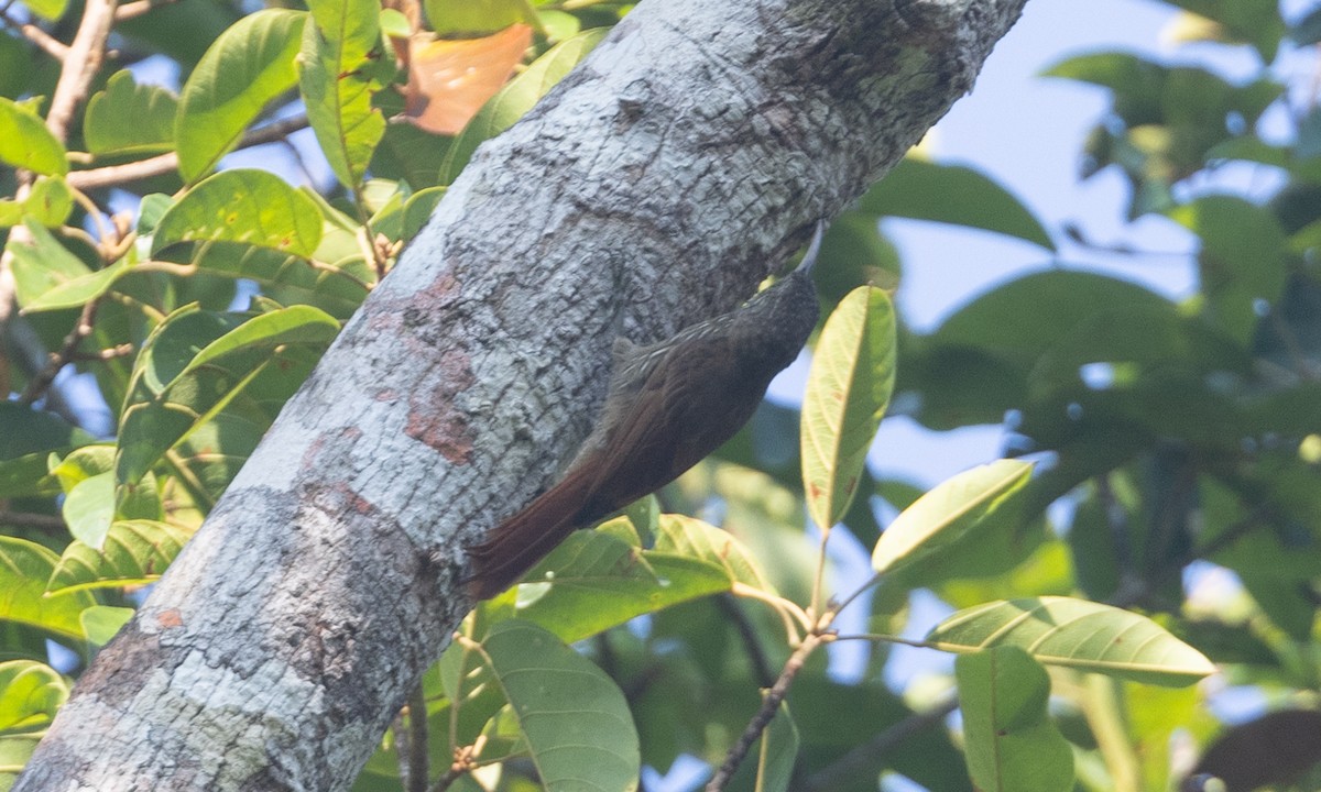 Guianan Woodcreeper - Brian Sullivan