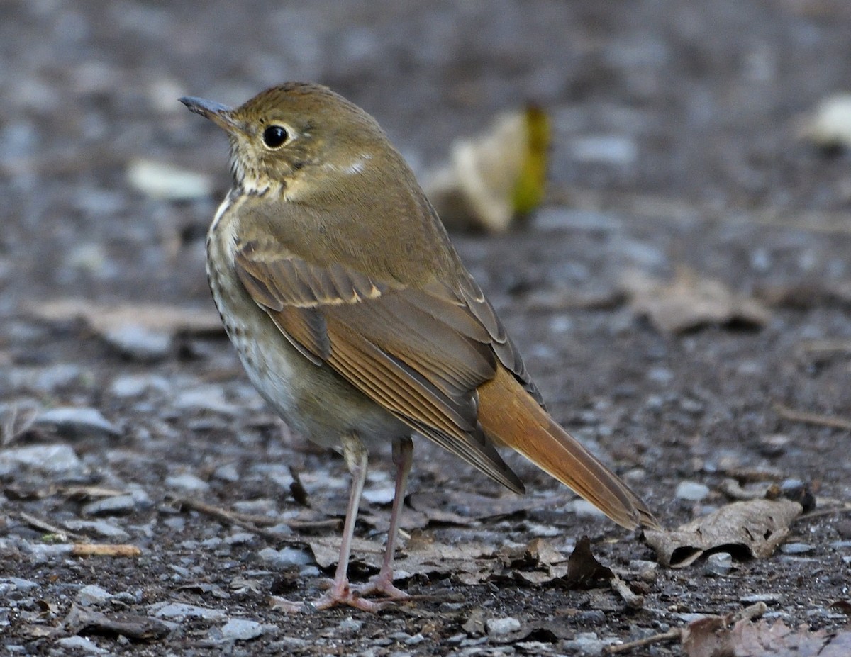 Hermit Thrush - ML610040491