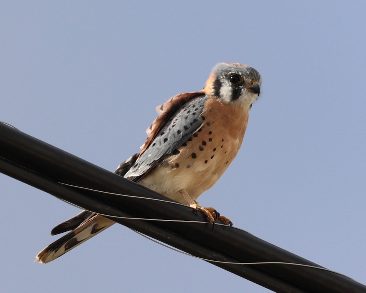 American Kestrel - ML610040496