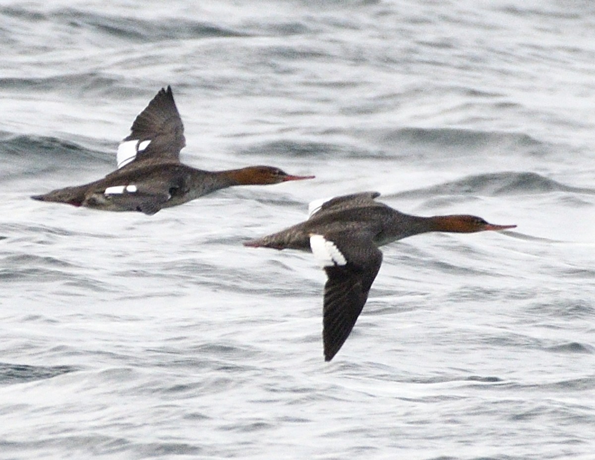 Red-breasted Merganser - ML610040649