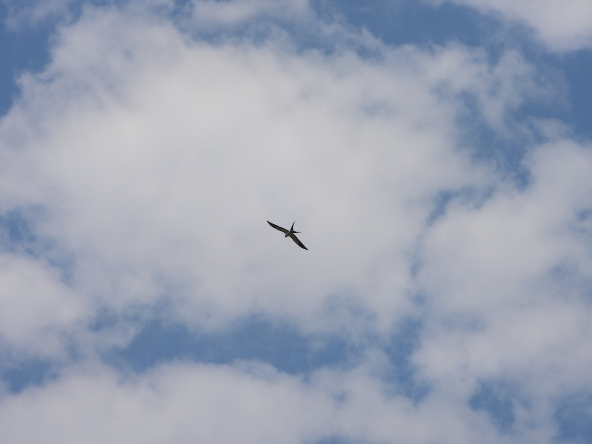 Swallow-tailed Kite - ML610040692