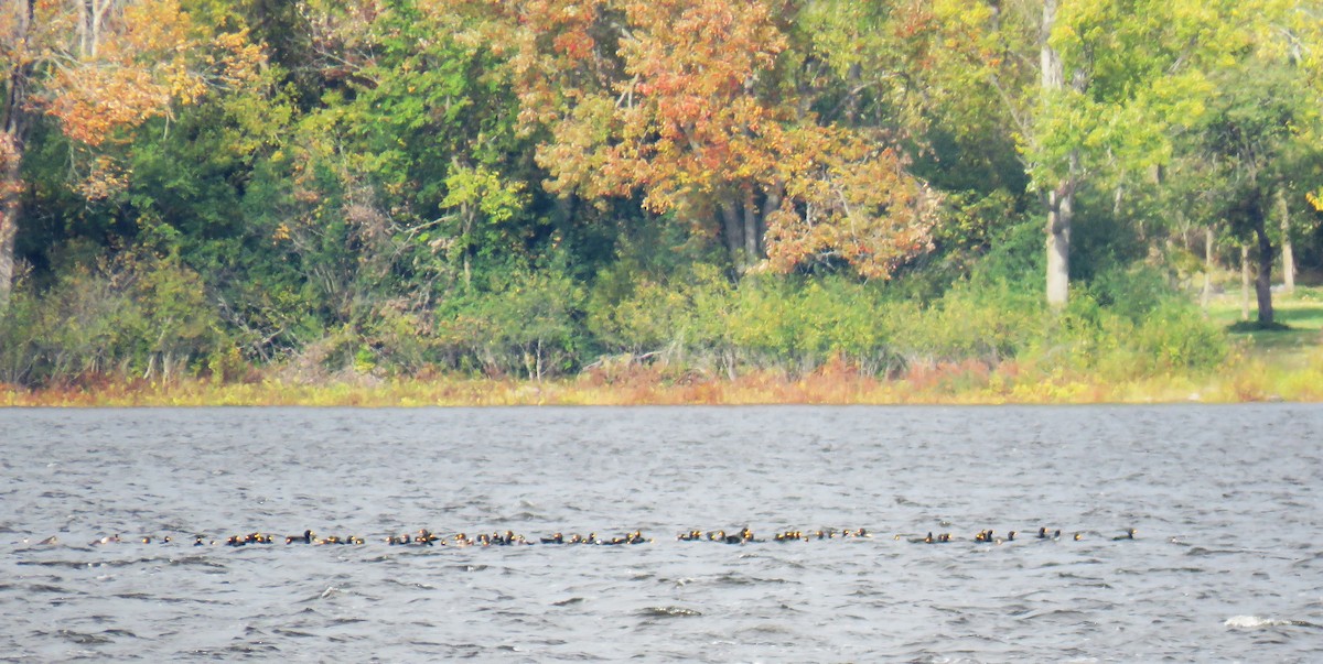 Black Scoter - ML610040732