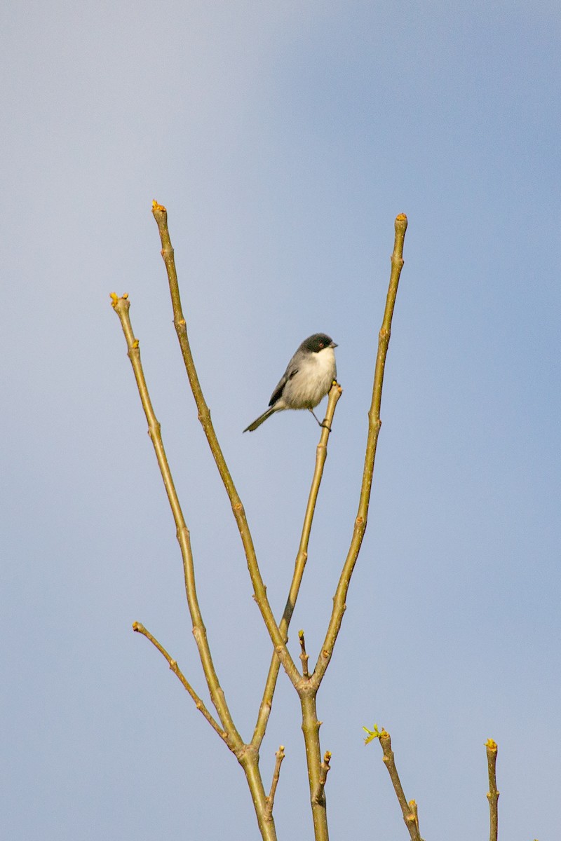 Black-capped Warbling Finch - ML610040758