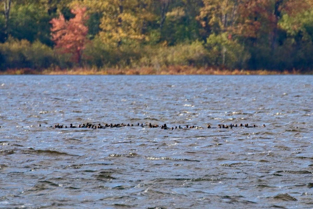 Black Scoter - ML610040759