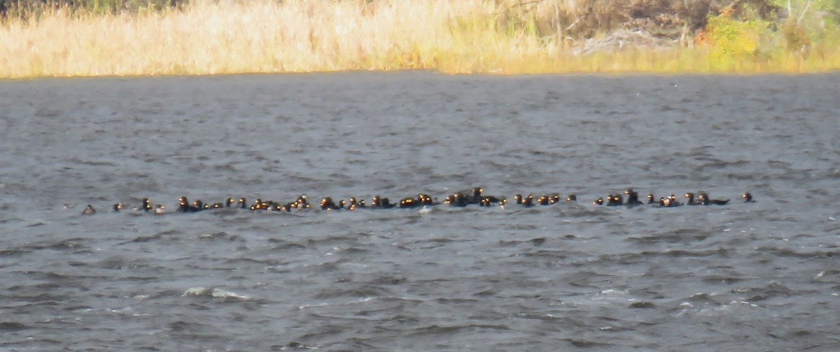 Black Scoter - ML610040843