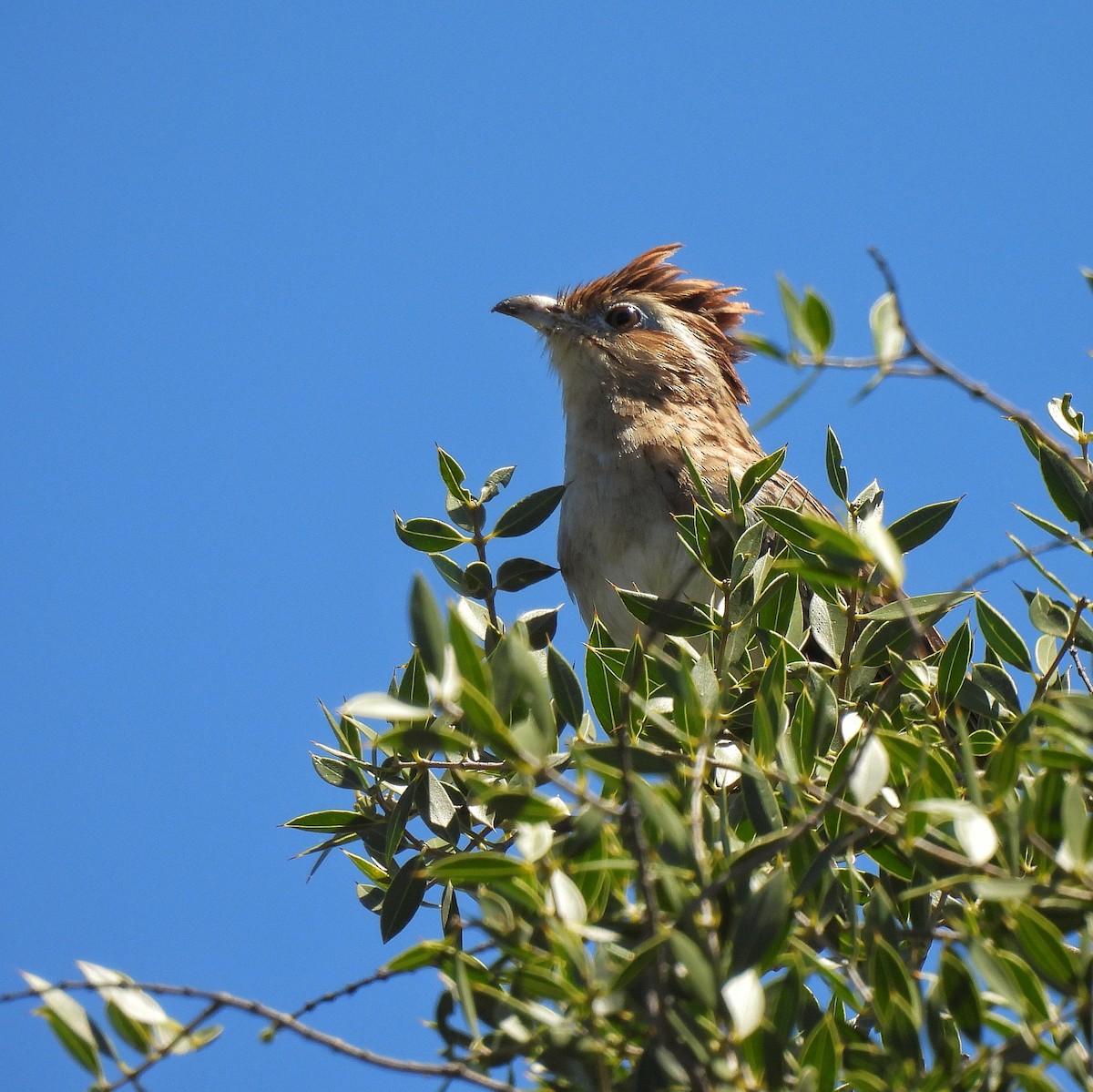 Striped Cuckoo - ML610040854