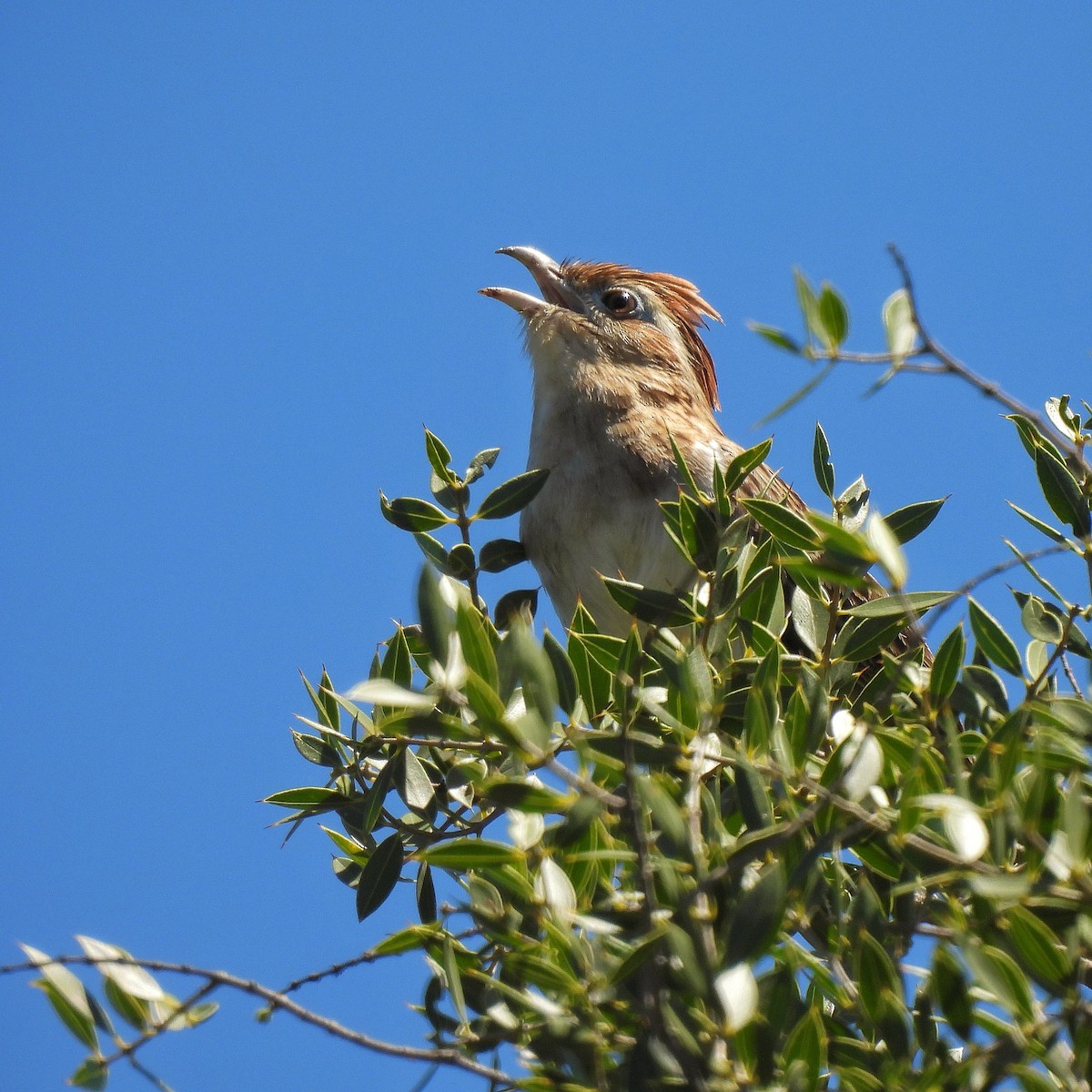 Striped Cuckoo - Pablo Bruni