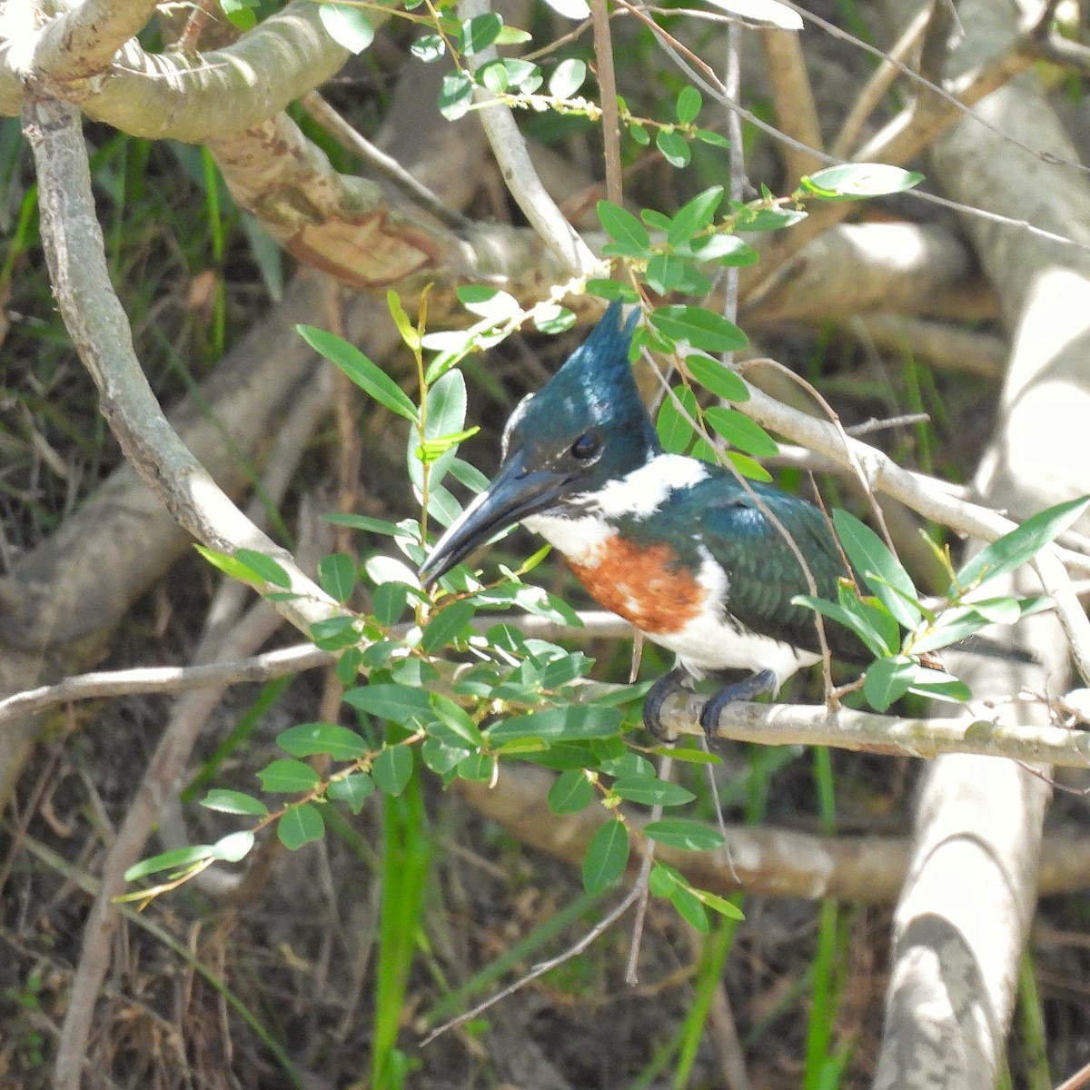 Amazon Kingfisher - ML610040894