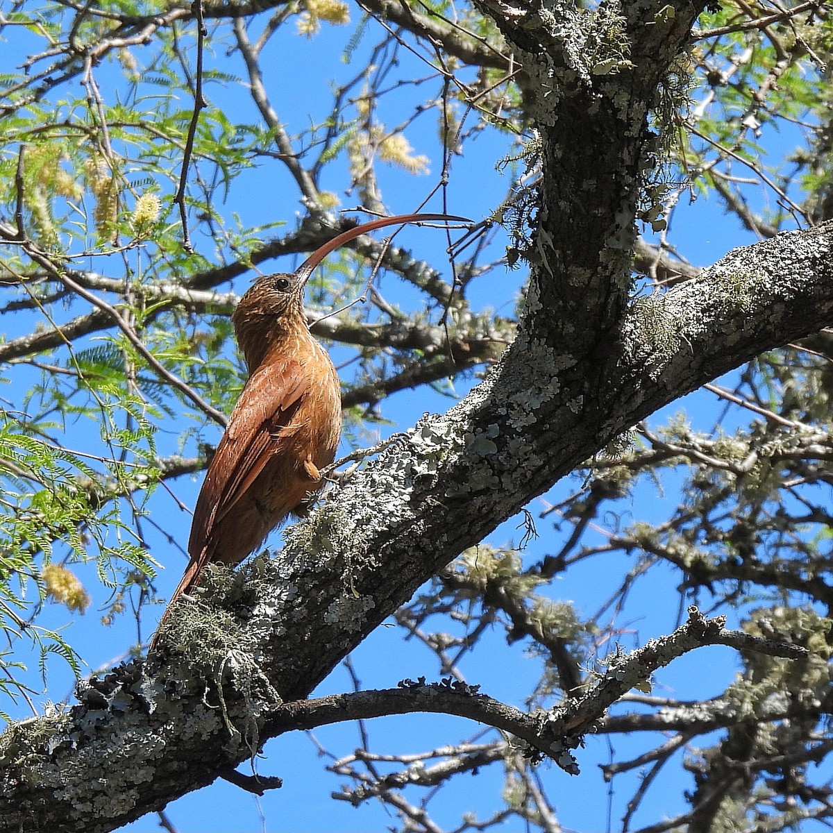 Red-billed Scythebill - ML610040956