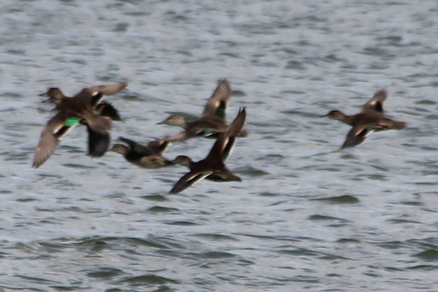 Green-winged Teal - ML610041002