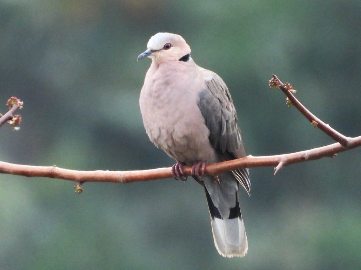 Ring-necked Dove - FERNANDO GUTIERREZ