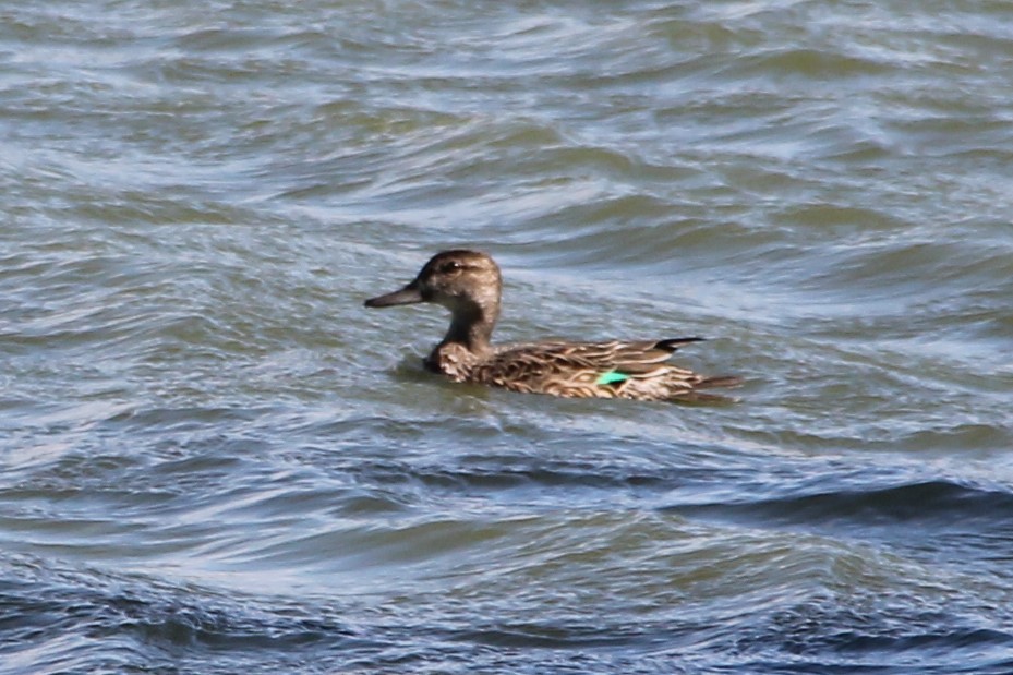 Green-winged Teal - ML610041019