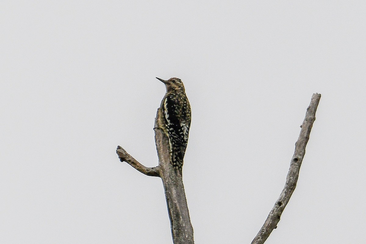 Yellow-bellied Sapsucker - Bill Asteriades