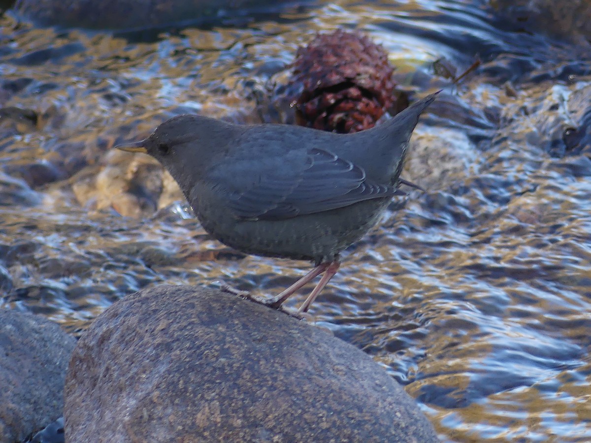 American Dipper - Bob Clark