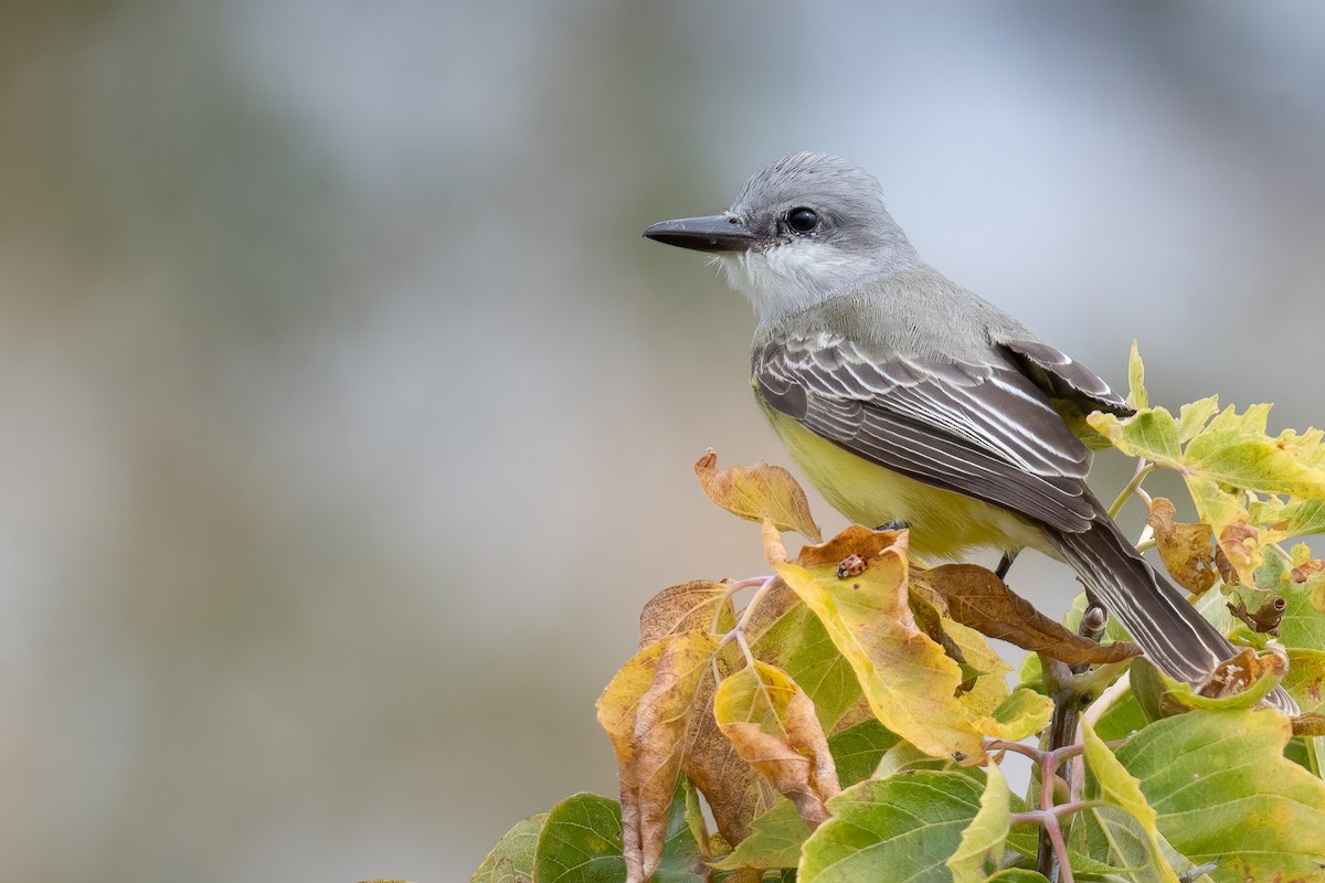 Tropical Kingbird - ML610041185