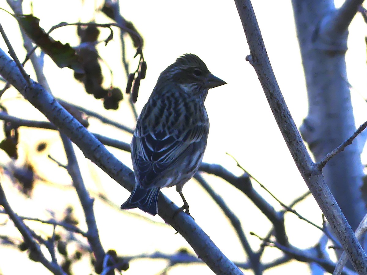 Cassin's Finch - ML610041202