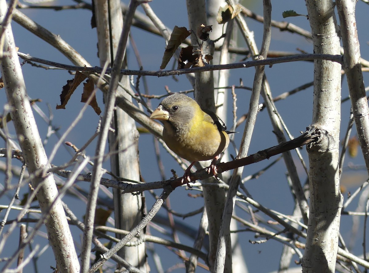 Evening Grosbeak - ML610041208