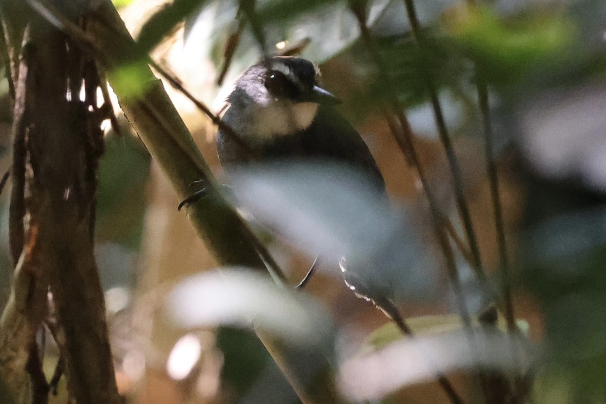 Bindenschwanz-Ameisenvogel - ML610041318