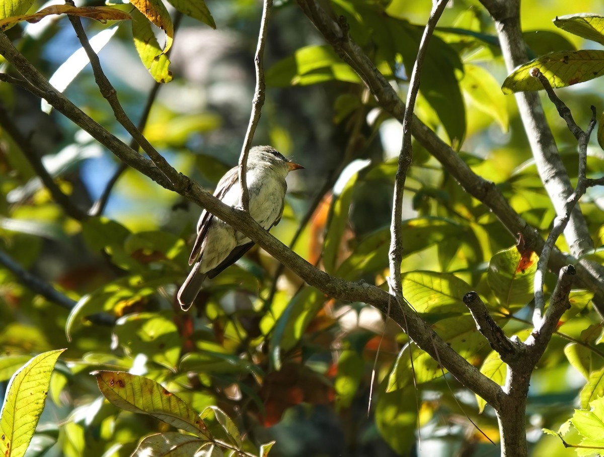 Eastern Wood-Pewee - ML610041341