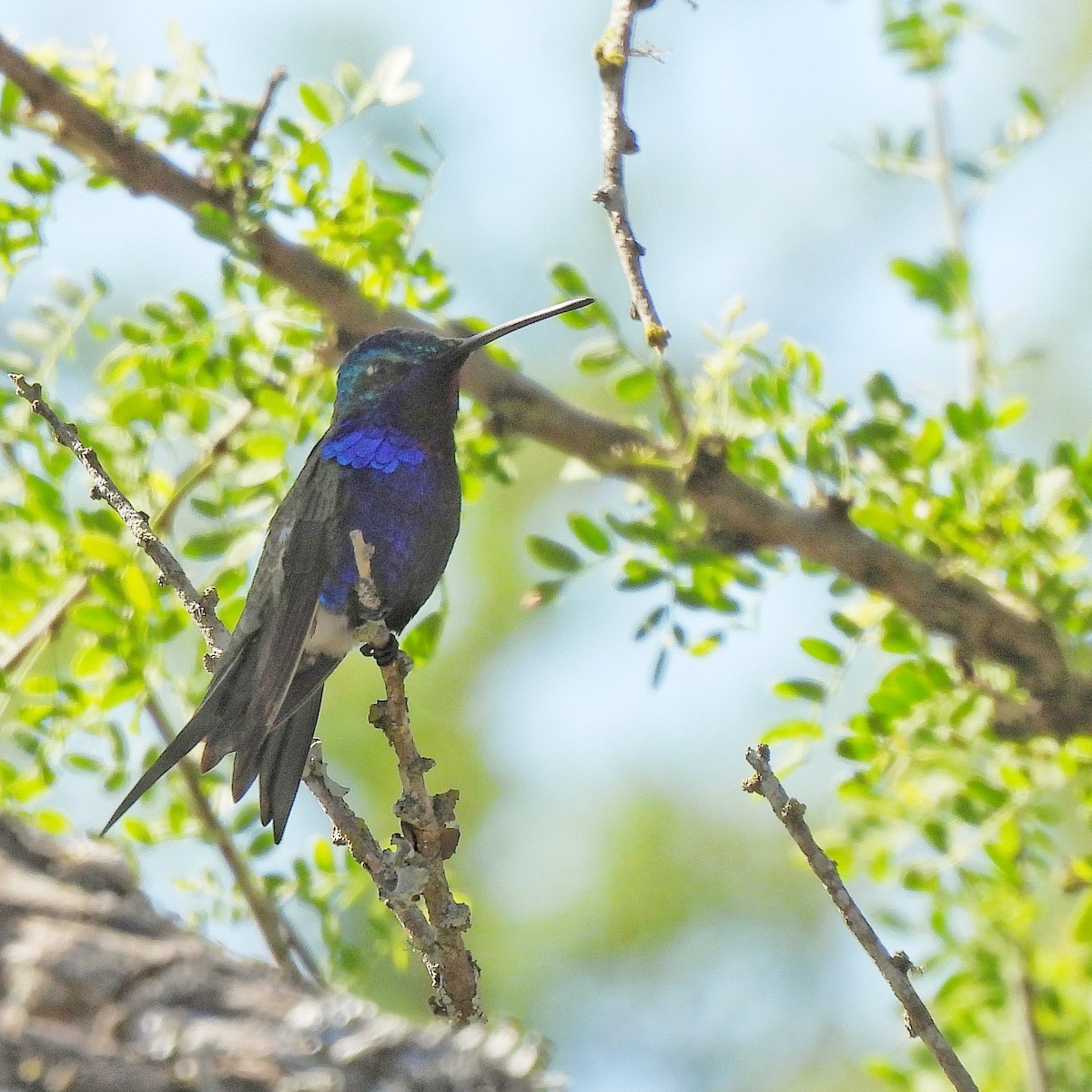 Blue-tufted Starthroat - ML610041354