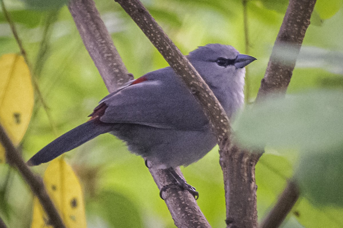 Black-tailed Waxbill - ML610041367