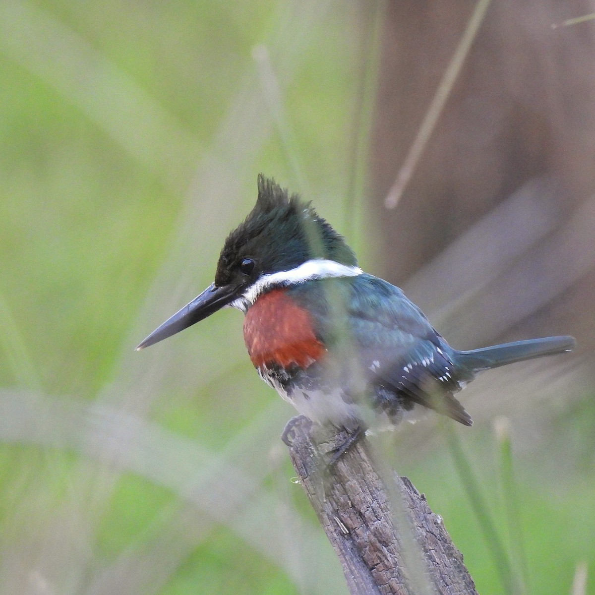 Green Kingfisher - ML610041376