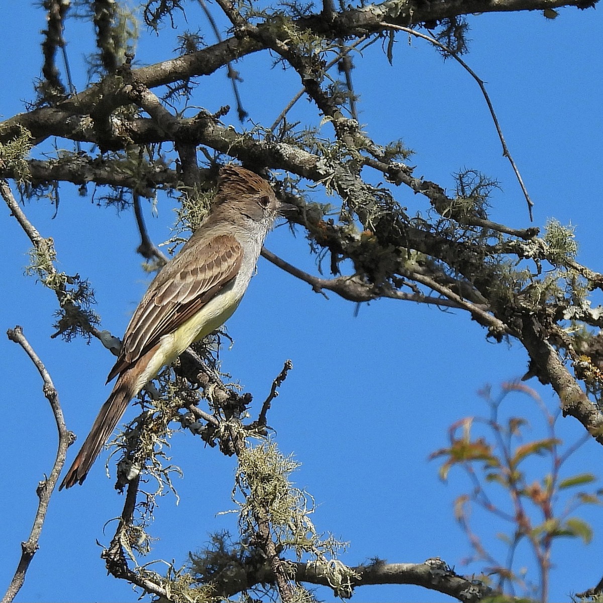 Brown-crested Flycatcher - ML610041418