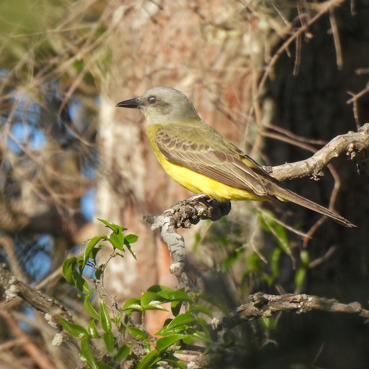 Tropical Kingbird - ML610041443