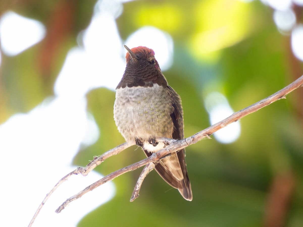 Anna's Hummingbird - ML610041663