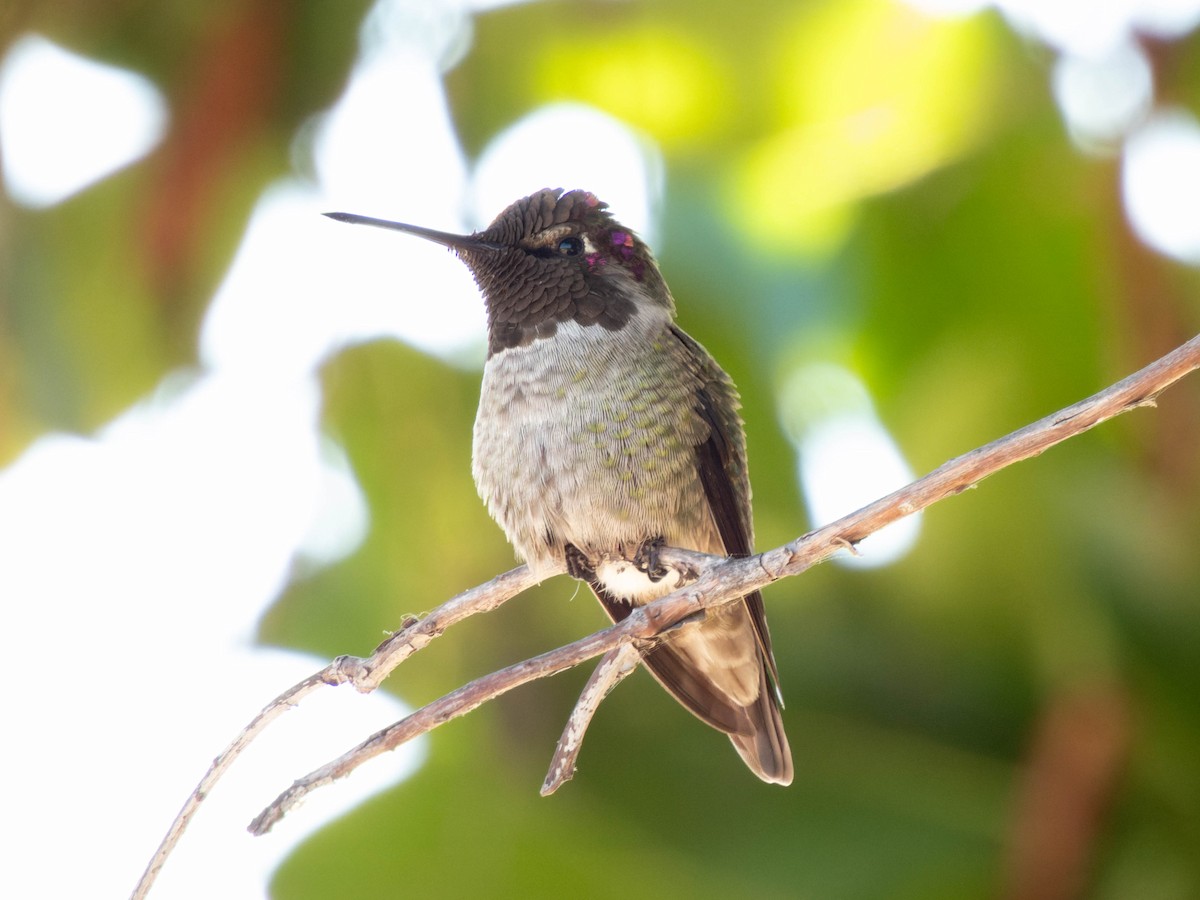 Anna's Hummingbird - ML610041664