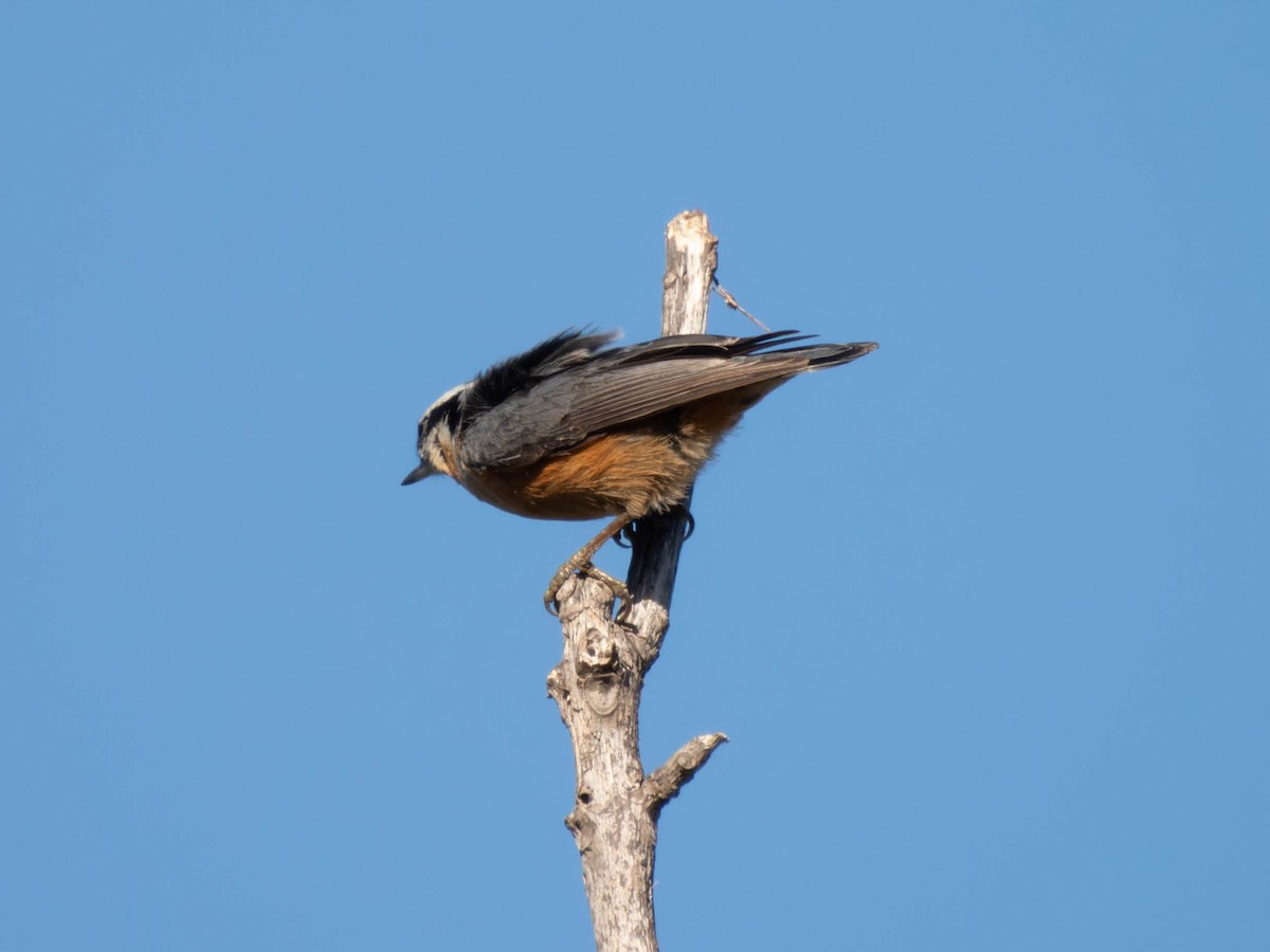 Red-breasted Nuthatch - ML610041674