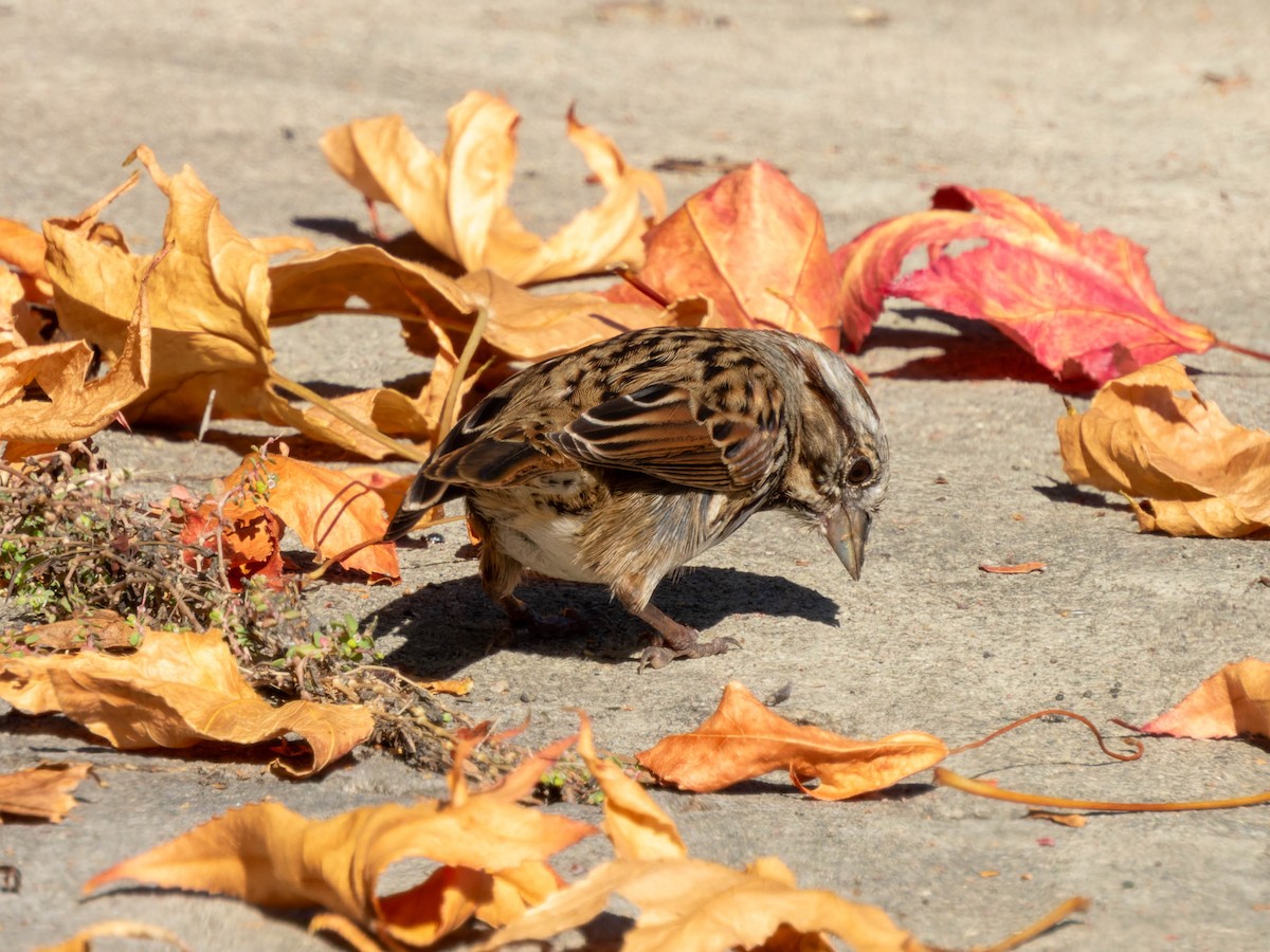 Song Sparrow - ML610041683