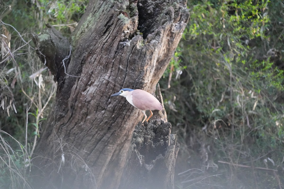 Nankeen Night Heron - ML610041703