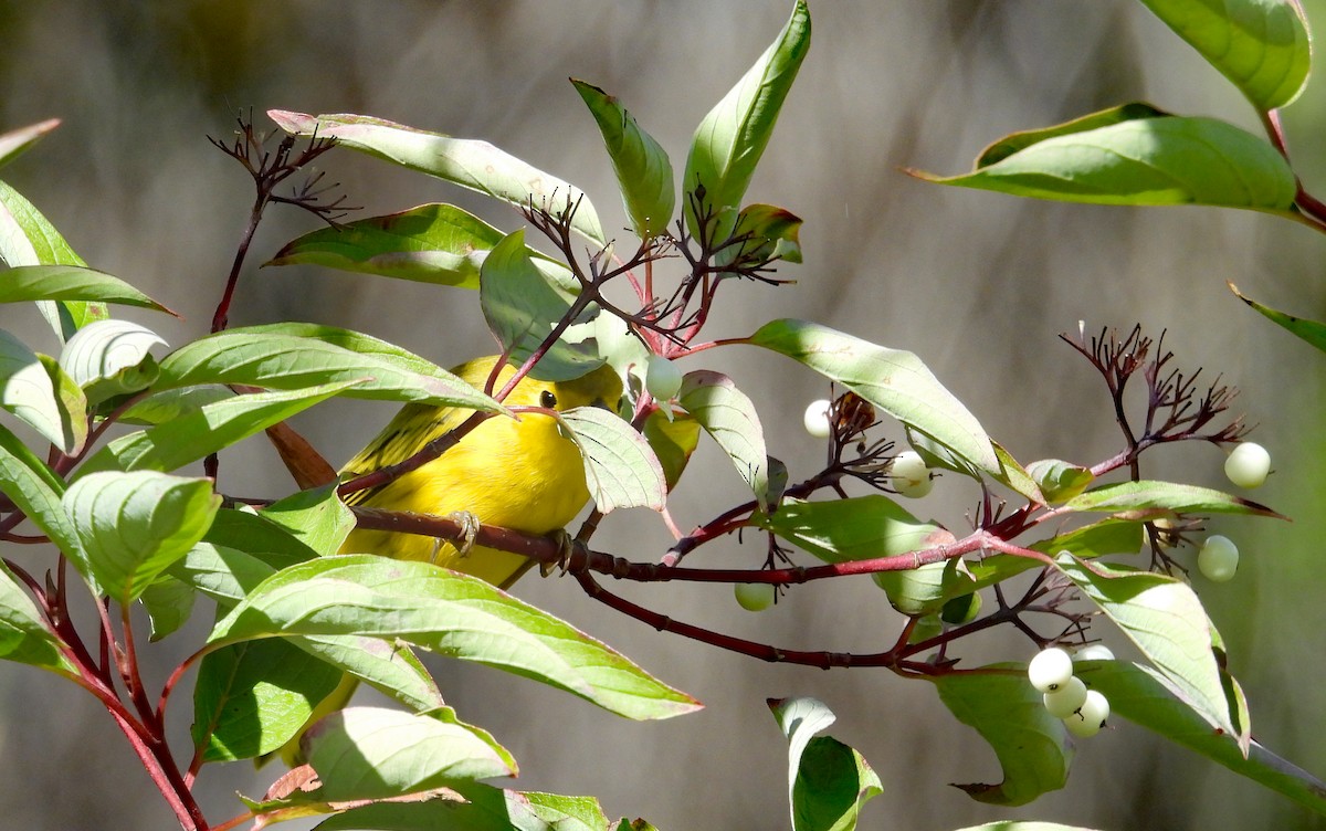 Yellow Warbler - Tresa Moulton