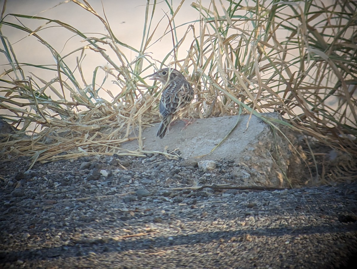 Grasshopper Sparrow - ML610041830