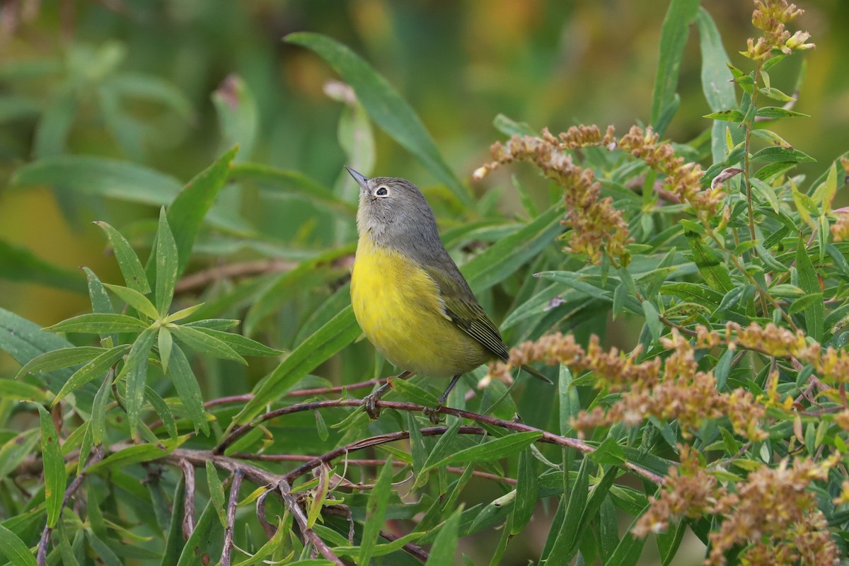 Nashville Warbler - ML610042025