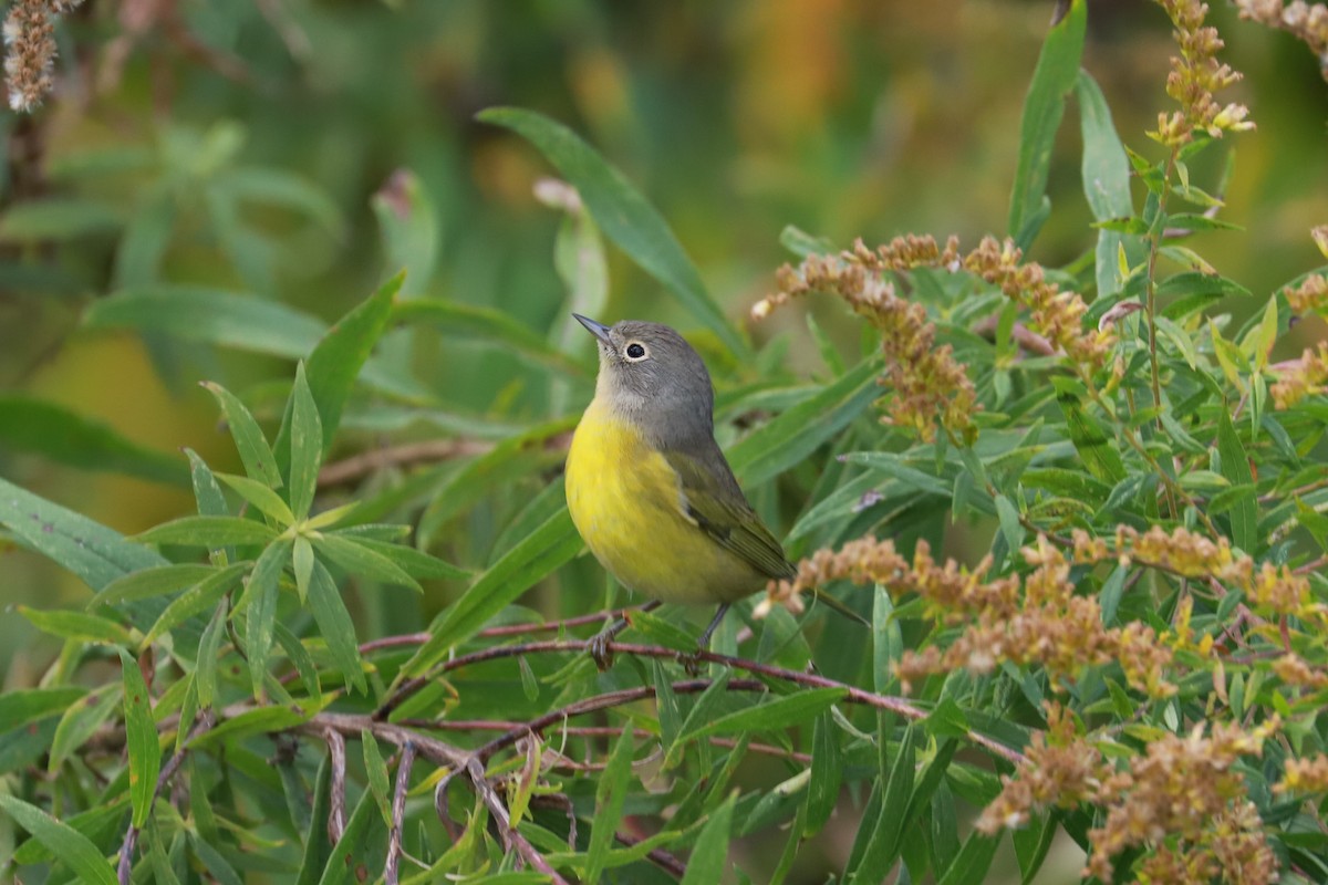 Nashville Warbler - Debra Rittelmann