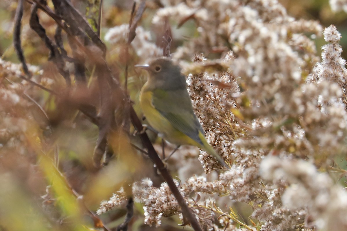 Nashville Warbler - Debra Rittelmann