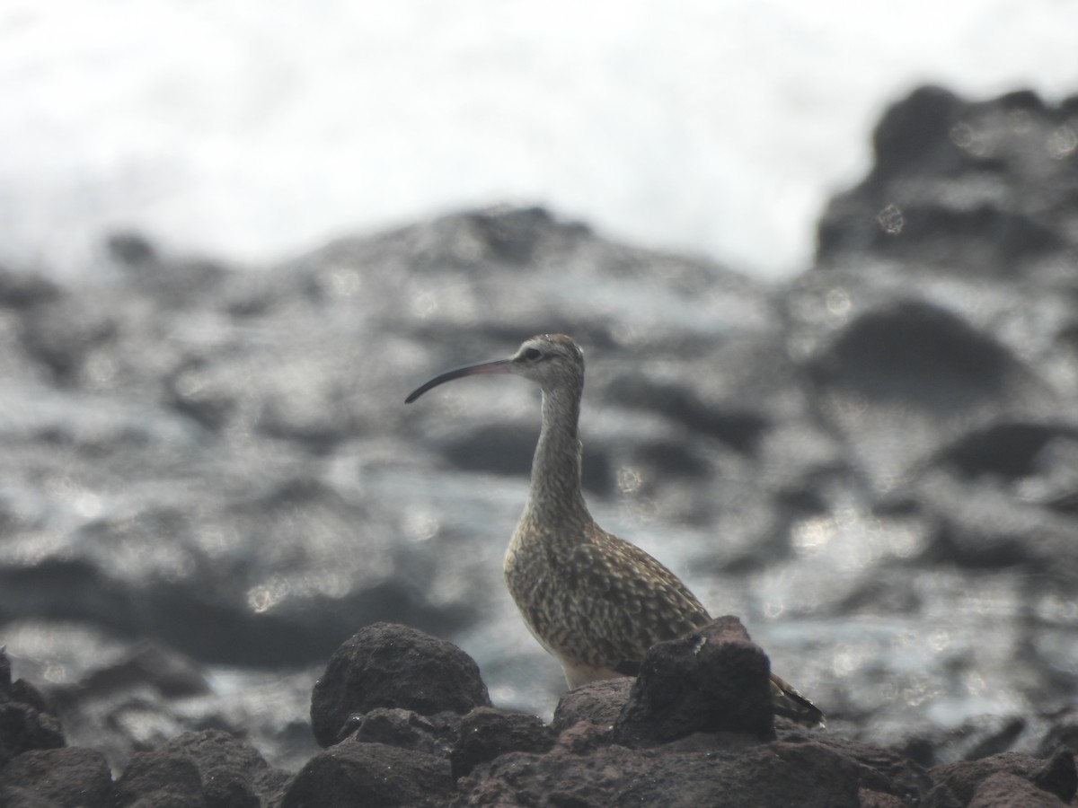 Whimbrel - ML610042104