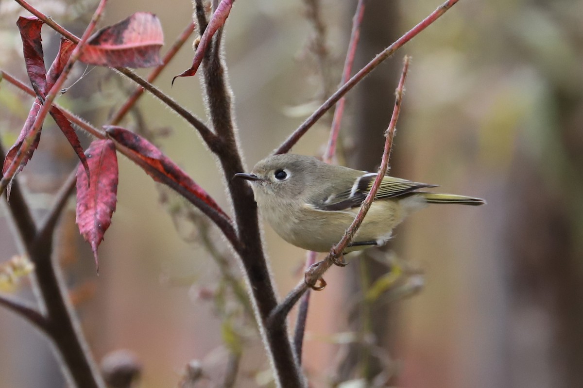 Ruby-crowned Kinglet - ML610042172