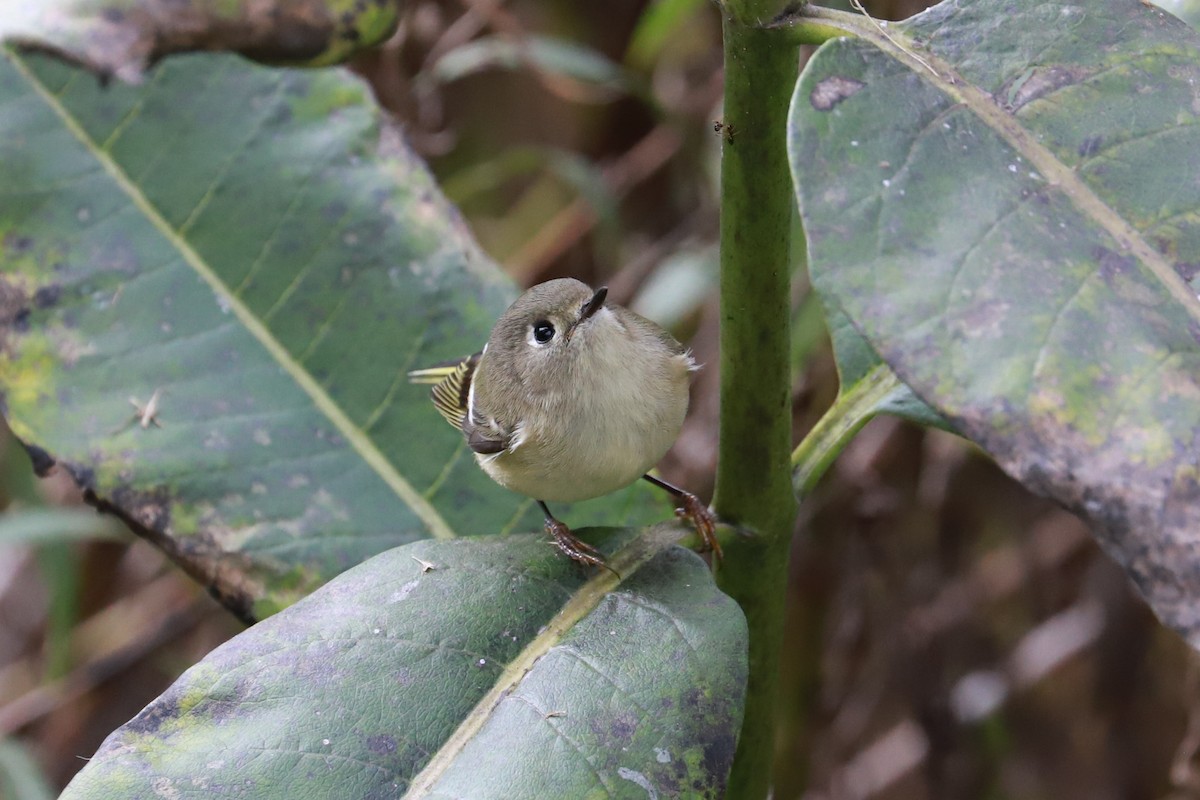 Ruby-crowned Kinglet - ML610042173