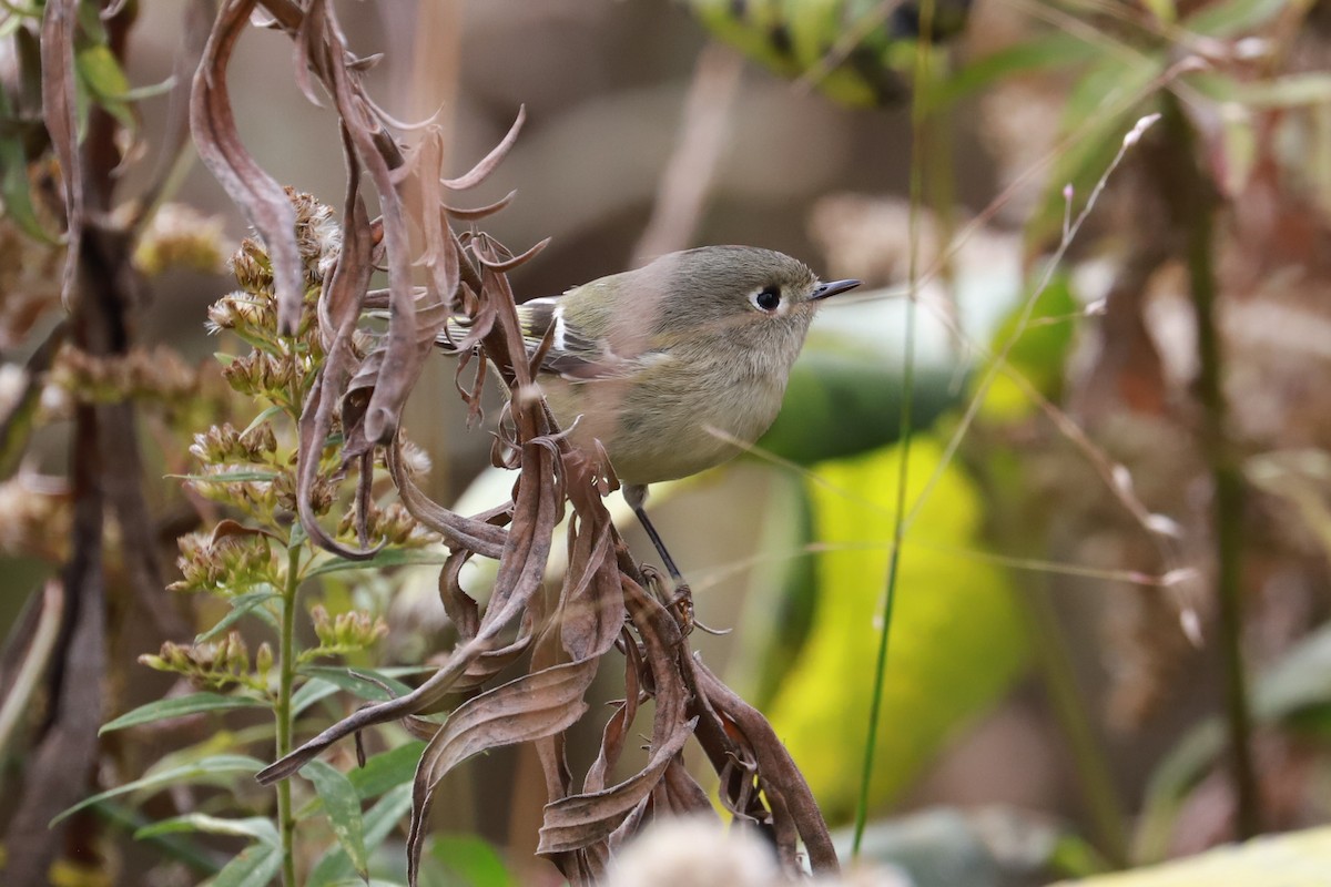 Ruby-crowned Kinglet - ML610042174