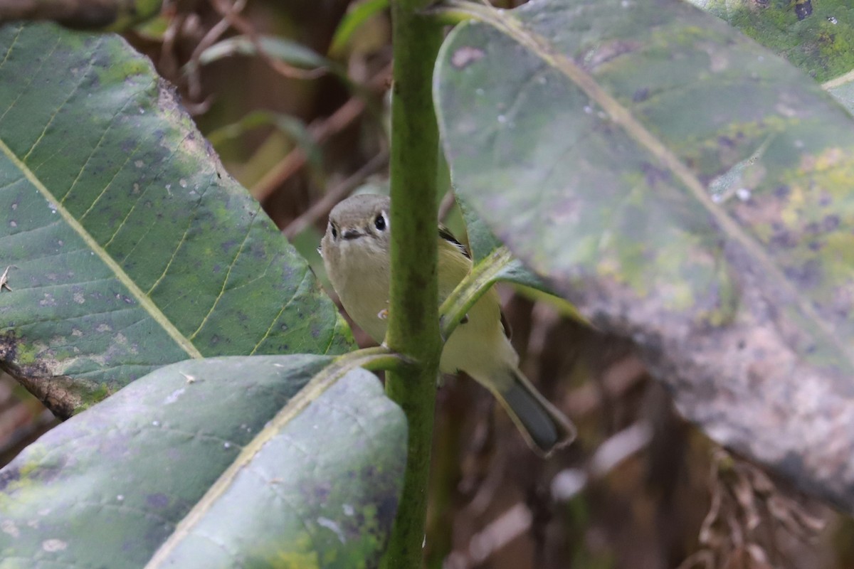 Ruby-crowned Kinglet - ML610042175