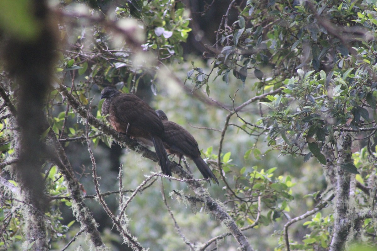 Andean Guan - ML610042278