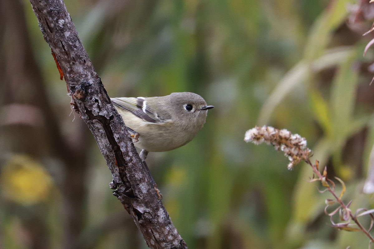 Ruby-crowned Kinglet - ML610042354